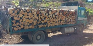 За искоренување на нелегалната сеча, потребни се поголеми казни