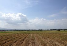 Домашното производство во слободен пад: Нивите остануваат пусти, трпезата зависи од увоз