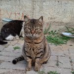 Закони има, решение нема: зошто Македонија не успева да го намали бројот на бездомните животни