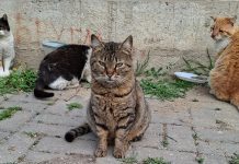Закони има, решение нема: зошто Македонија не успева да го намали бројот на бездомните животни