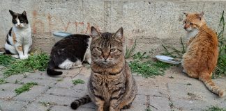 Закони има, решение нема: зошто Македонија не успева да го намали бројот на бездомните животни
