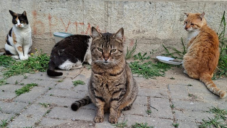 Закони има, решение нема: зошто Македонија не успева да го намали бројот на бездомните животни